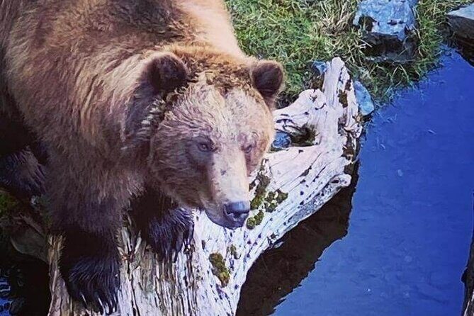 Explore Beyond the Dock: Unforgettable Private Tour in Sitka - A Detailed Look at the Sitka Private Tour