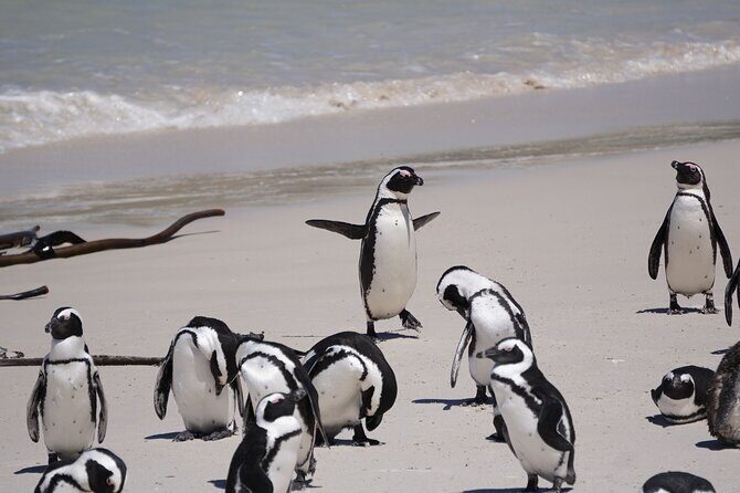 Explore Cape of Good Hope and Boulders Beach Private Tour - What the Reviews Say
