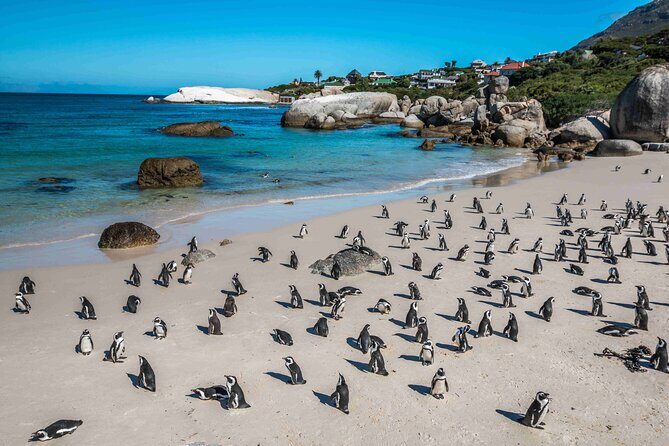 Explore Cape of Good Hope and Boulders Beach Private Tour - Final Thoughts