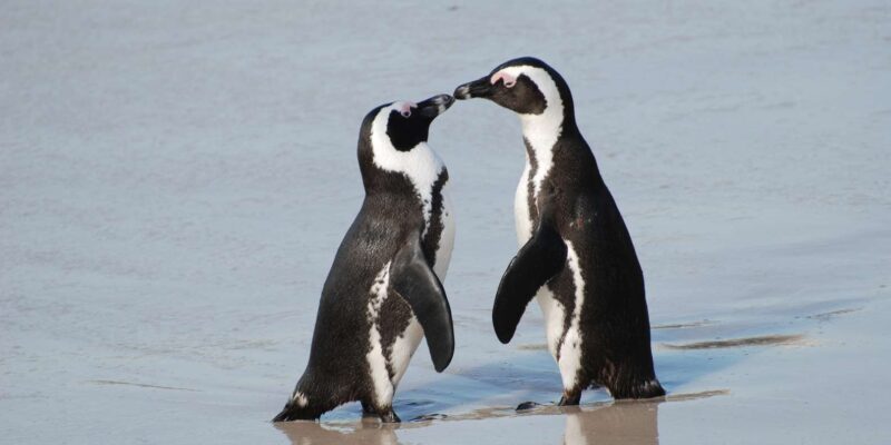 Explore: Cape of Good Hope and Penguins Full-Day Tour - A Full Day of Spectacular Views and Unique Encounters