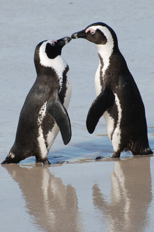 Explore: Cape of Good Hope and Penguins Full-Day Tour - What to Expect and Practical Tips