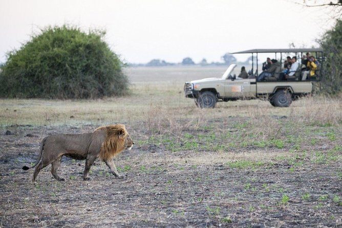 Explore Chobe National Park With a Day Trip from Victoria Falls - An In-Depth Look at the Chobe Day Trip from Victoria Falls