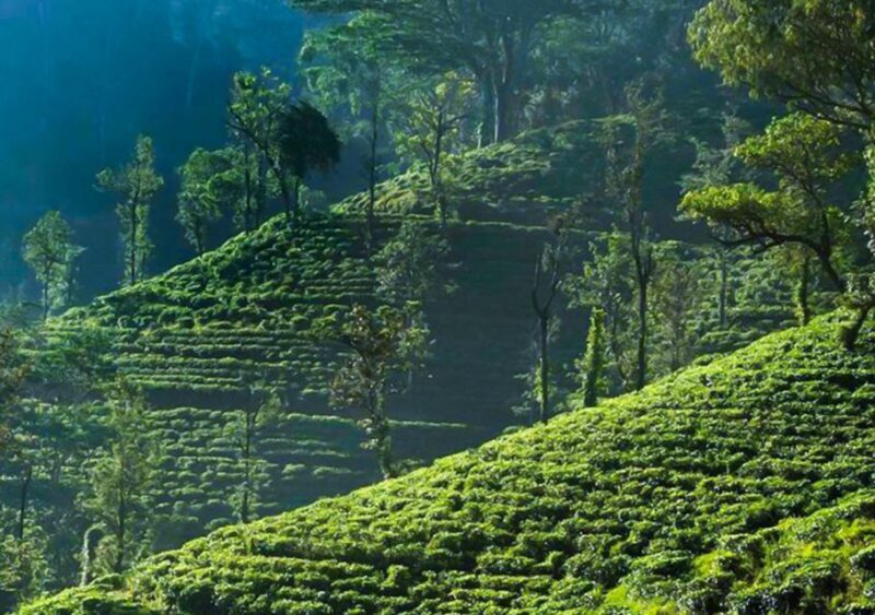 Explore Countryside of Nuwara Eliya by Tuk-Tuk - Key Points