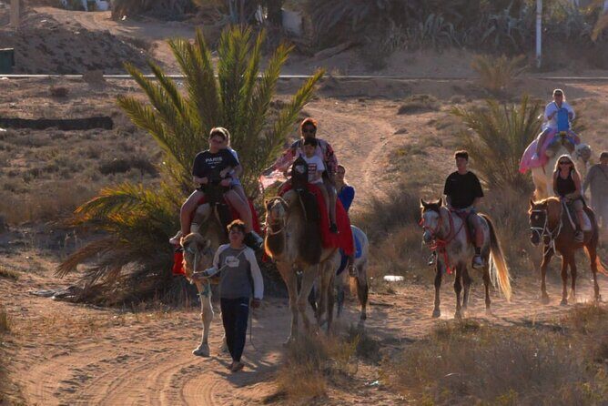 Explore Djerba by camel and horse - Sunset and Photo Opportunities
