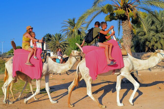 Explore Djerba by camel and horse - Pricing and Value