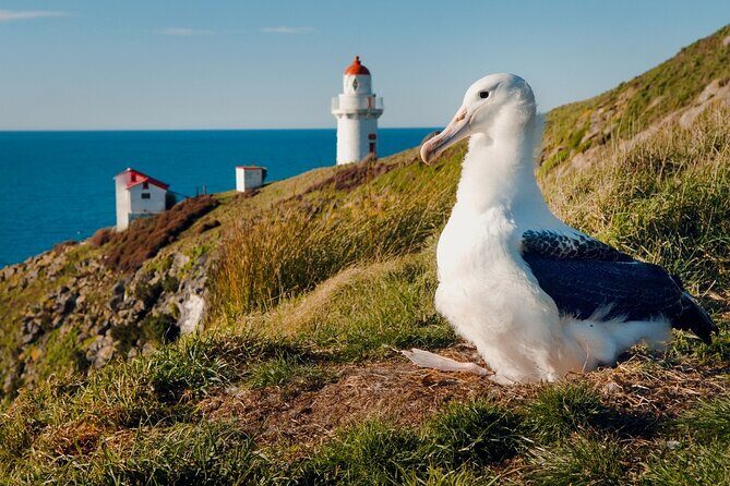 Explore Dunedin: Self-Guided Audio Tour Adventure - The Sum Up: Is It Worth It?