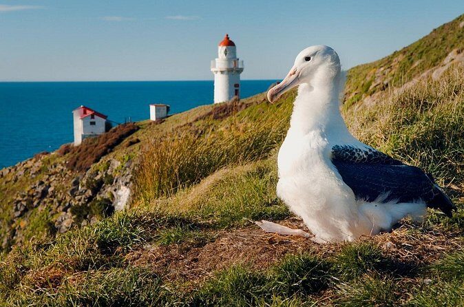 Explore Dunedin: Self-Guided Audio Tour Adventure - FAQs