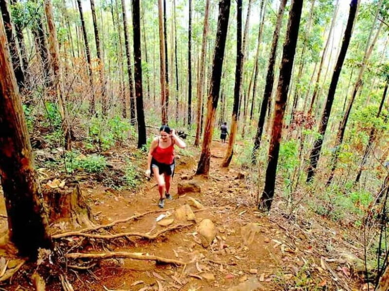 Explore Ella: Rock Hike, Loop, Falls, Nine arch & Train View - Who Is This Tour Best For?