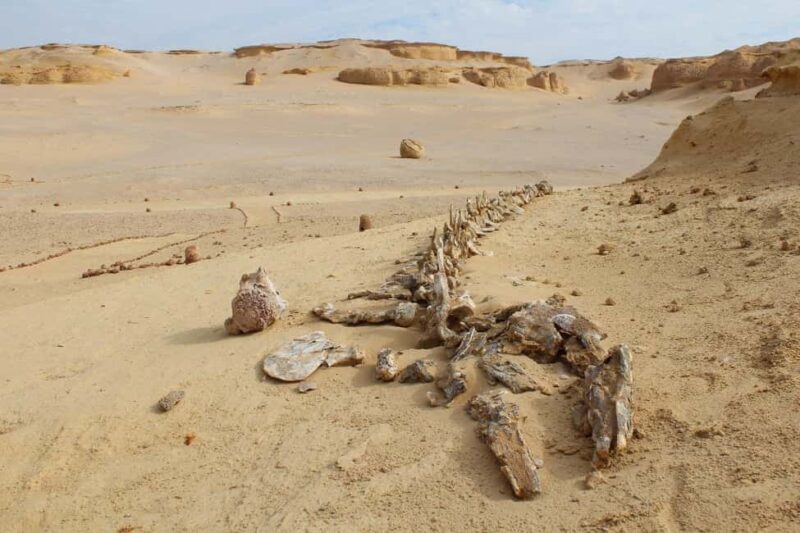 Explore Fayoum! - FAQ