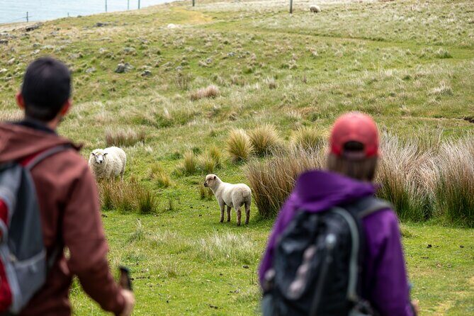 Explore Godley Head, Lyttelton & Christchurch (Small Group Tour) - Transportation and Logistics