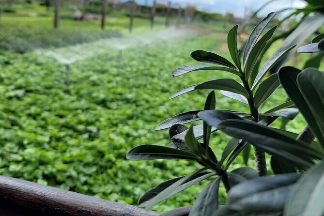Explore Hoi An ancient town and local villages with a local guide - FAQ