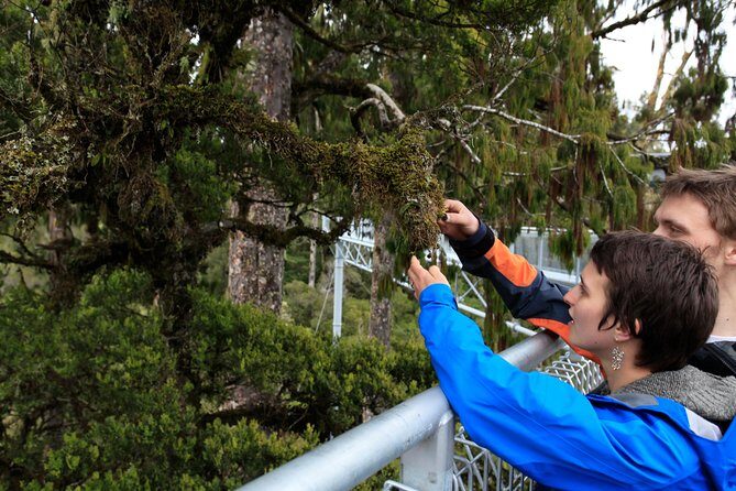 Explore Hokitika Gorge and Tree Top Walkway - Practical Details and Considerations