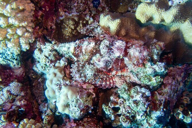 Explore Hurghada Two Thrilling Boat Dives for Certified Divers - The Dive Sites and What Makes Them Special