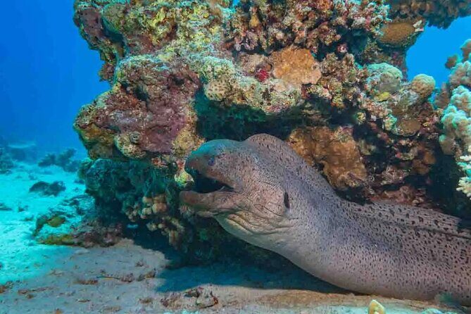Explore Hurghada Two Thrilling Boat Dives for Certified Divers - The Experience on the Boat