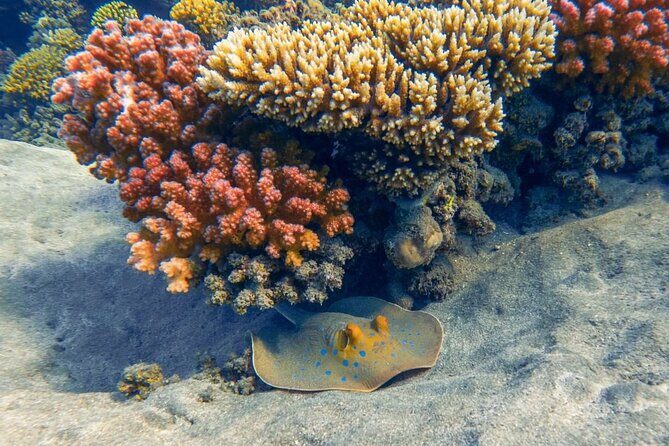 Explore Hurghada Two Thrilling Boat Dives for Certified Divers - Authentic Reviews: What Divers Say