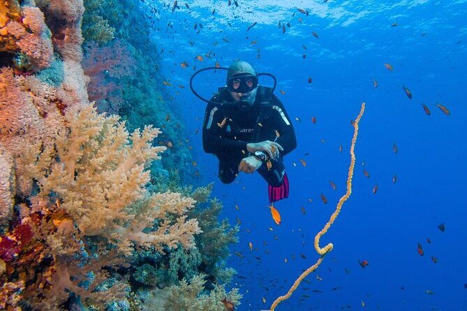 Explore Hurghada Two Thrilling Boat Dives for Certified Divers - Why This Tour Is Worth Considering