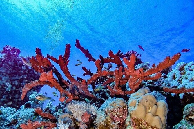 Explore Hurghada Two Thrilling Boat Dives for Certified Divers - The Sum Up