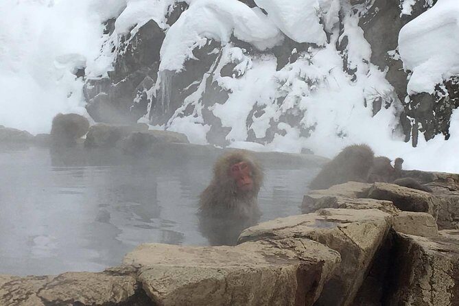 Explore Jigokudani Snow Monkey Park with a Local Guide - Who Is This Tour Best Suited For?