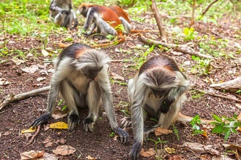 Explore Jozani Forest and Zanzibar Spice Farm - A Closer Look at the Itinerary