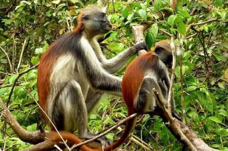 Explore Jozani Forest and Zanzibar Spice Farm - Authentic Encounters and What Travelers Say