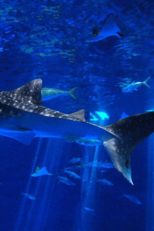 Explore Kagoshima Sightseeing Spots by Kagoshima CityViewBus - An In-Depth Look at the Kagoshima CityViewBus Tour