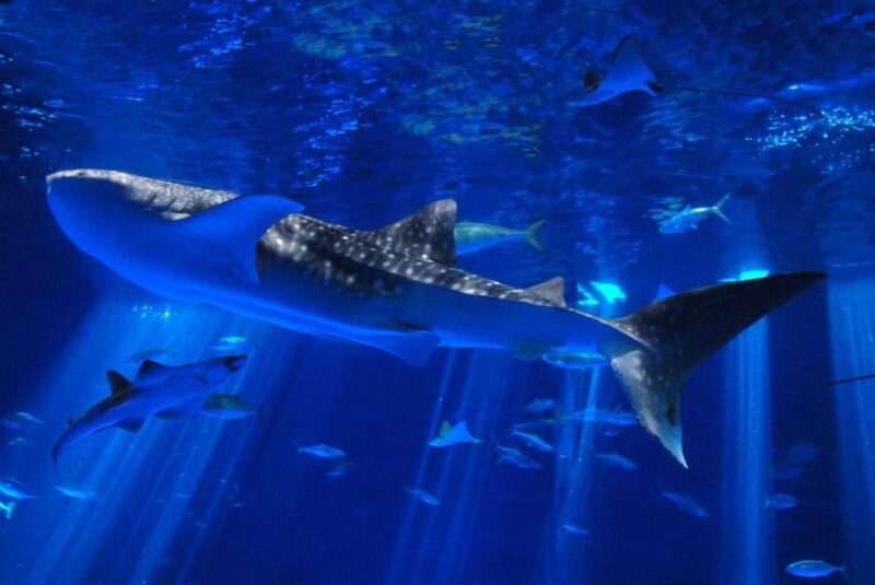 Explore Kagoshima Sightseeing Spots by Kagoshima CityViewBus - Final Thoughts