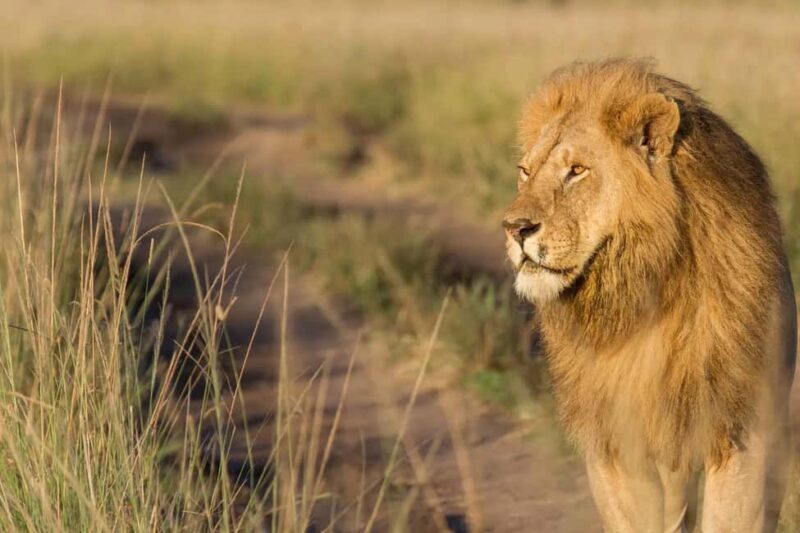 Explore Kenya: 7-Day Luxury Safari & Balloon Experience Tour - Key Points