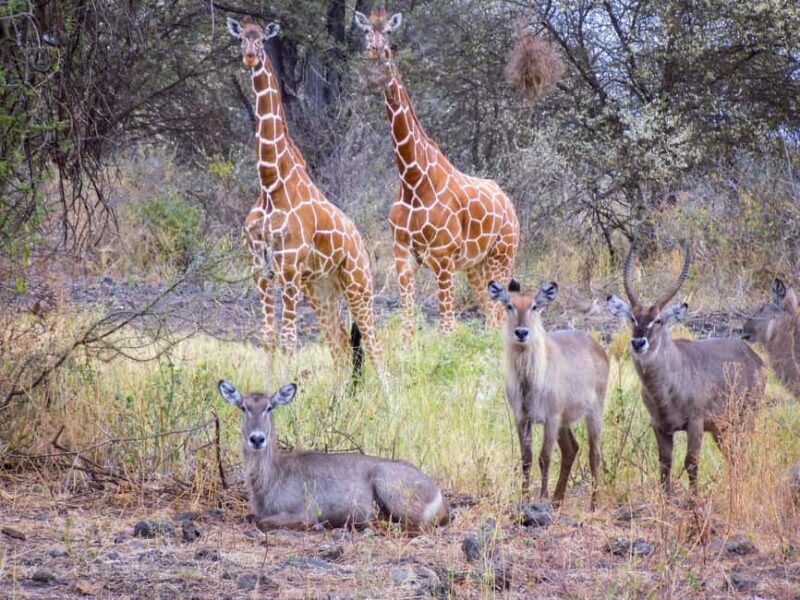 Explore Kenya: 7-Day Luxury Safari & Balloon Experience Tour - A Closer Look at the Itinerary