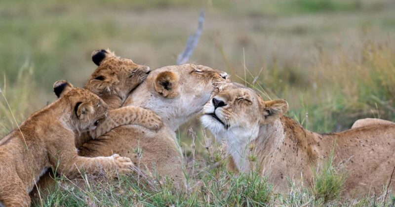 Explore Kenya's Big Five 6-Day Ol Pejeta, Nakuru & Mara Tour - Key Points