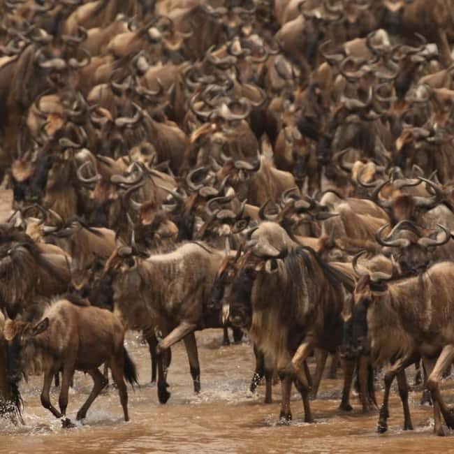 Explore Kenya's Big Five 6-Day Ol Pejeta, Nakuru & Mara Tour - A Closer Look at the Itinerary