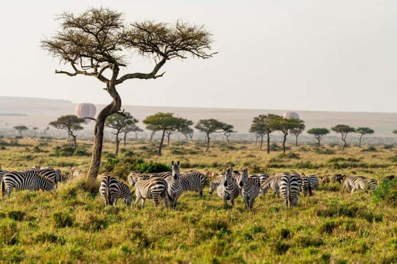 Explore Kenya's Big Five 6-Day Ol Pejeta, Nakuru & Mara Tour - Practicalities and Tips