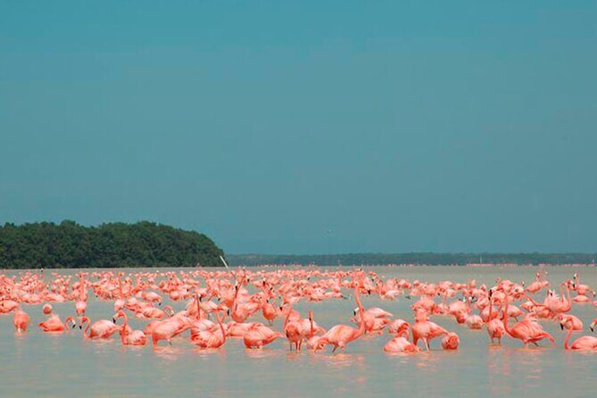 Explore Las Coloradas & Rio Lagartos from Riviera Maya - FAQ