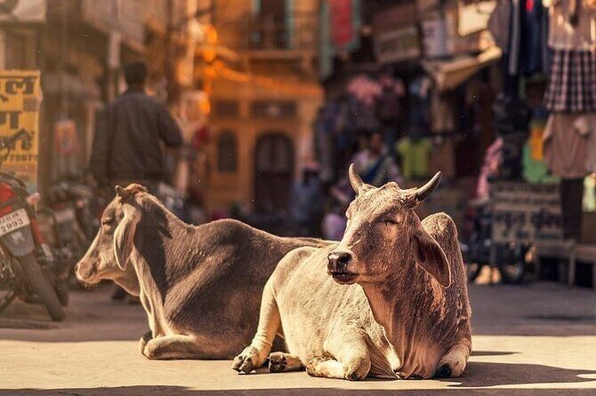 Explore Local Experience Jaipur Sightseeing Tour by Car + Guide - Final Thoughts