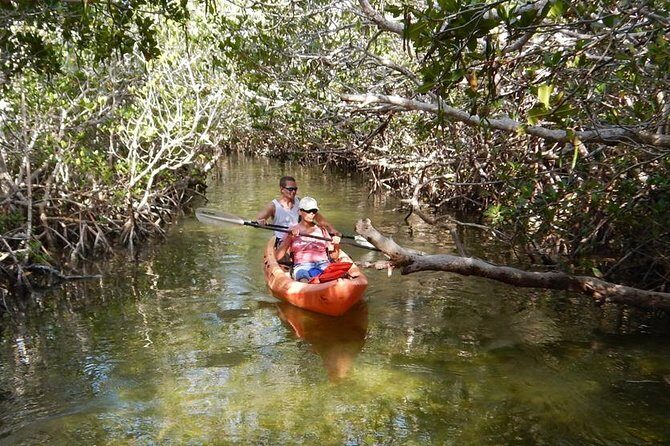 Explore Mangrove Creeks with an All Day SUP/single kayak Rental - Exploring Mangrove Creeks with a Full-Day SUP or Kayak Rental: A Practical Guide
