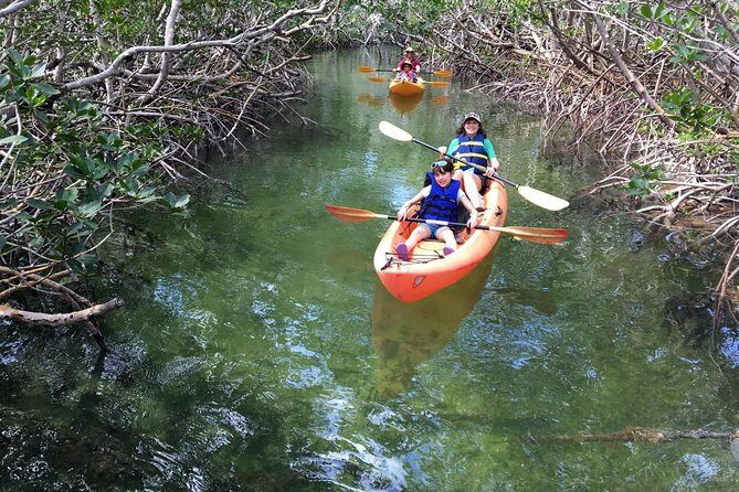 Explore Mangrove Creeks with an All Day SUP/single kayak Rental - The Experience: What to Expect