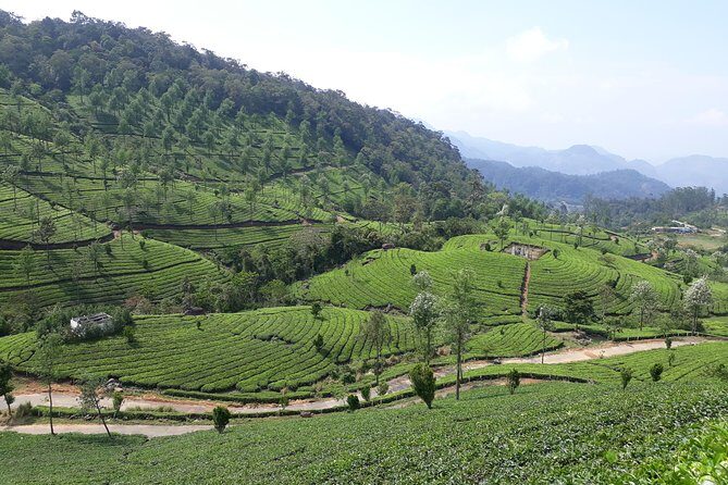 Explore Munnar Day Trip From Cochin ( By Munnar Info) - The Practicalities