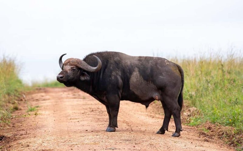 Explore Our 4 Day Tanzania Safari to Serengeti & Ngorongoro - Exploring the 4-Day Tanzania Safari to Serengeti & Ngorongoro