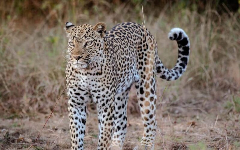 Explore Our 4 Day Tanzania Safari to Serengeti & Ngorongoro - Authentic Wildlife Encounters & Expert Guides