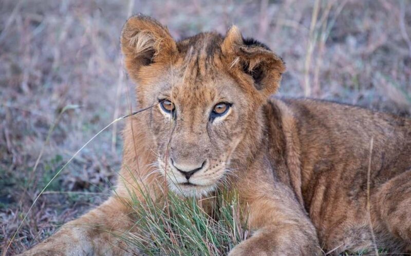 Explore Our Top Best 4-Day Serengeti Safari from Mwanza - An In-Depth Look at the 4-Day Serengeti Safari from Mwanza