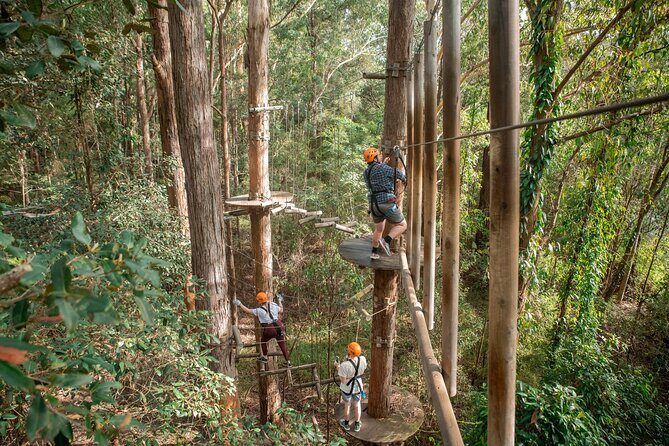 Explore Ourimbah State Forest Tree Ropes Course - What the Reviews Say (Based on Available Feedback)