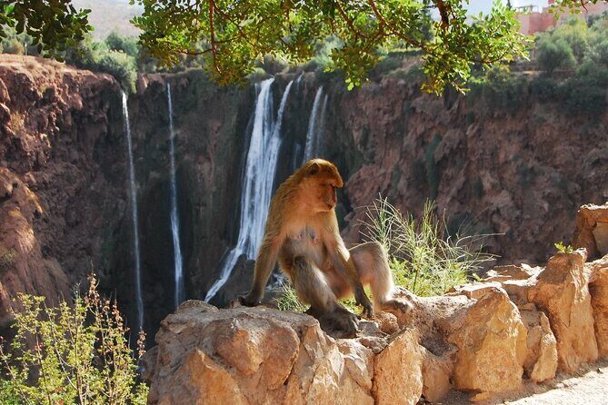Explore Ouzoud waterfalls Marrakech Guided Hike & Boat Experience - Authentic Experiences and Practical Tips