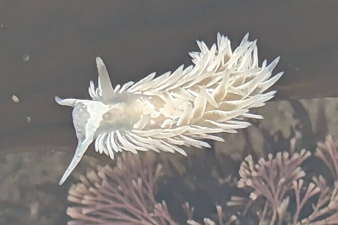 Explore San Diego Tide Pools with a Marine Biologist - The Experience in Detail