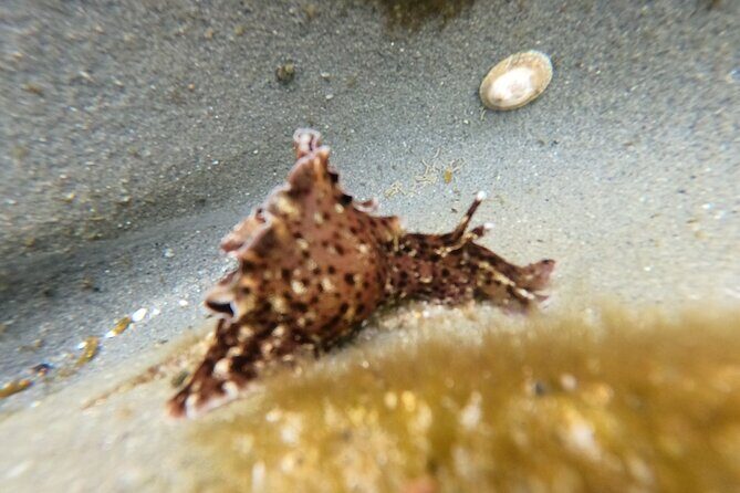Explore San Diego Tide Pools with a Marine Biologist - FAQ
