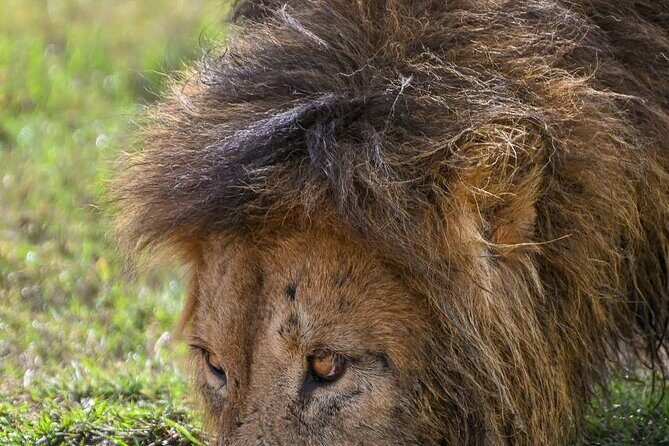 Explore Serengeti 5 Days 4 Nights - Starting Point: Arusha and the First Stop at Tarangire National Park