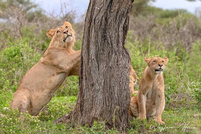 Explore Serengeti 5 Days 4 Nights - The Authentic Experience