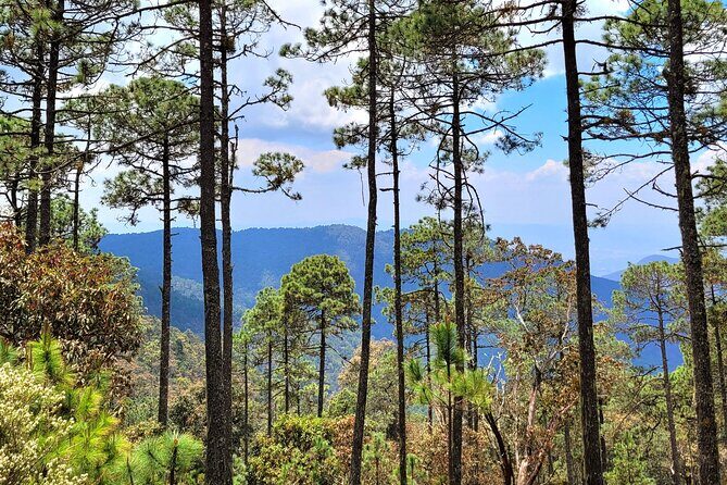 Explore Sierra Norte, Half-Day Hiking Adventure - The Experience: What Travelers Can Expect