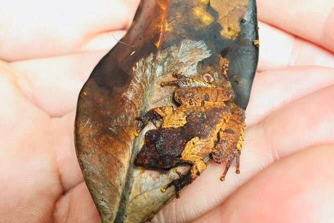 Explore Singharaja Forest Reserve (mirissa/weligama & Galle) - Starting Early for a Better Experience