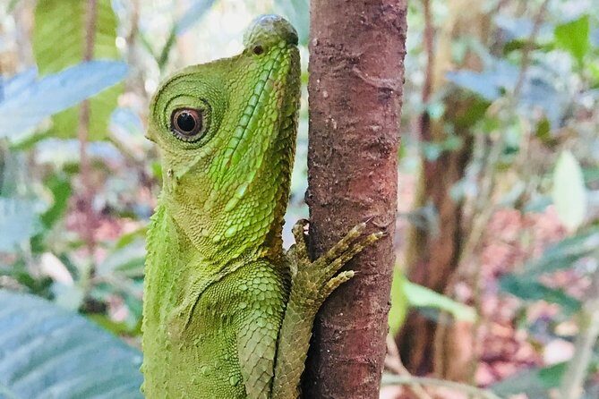 Explore Singharaja Forest Reserve (mirissa/weligama & Galle) - Lunch and Relaxation