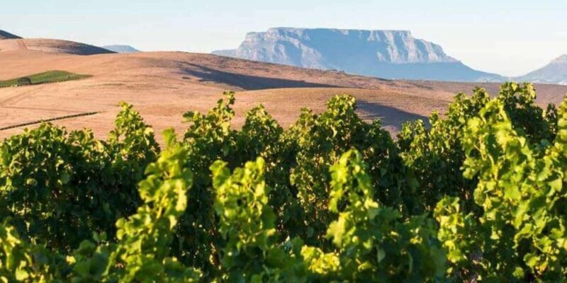 Explore Stellenbosch, Paarl, & Franschhoek Private Wine Tour - Final Thoughts