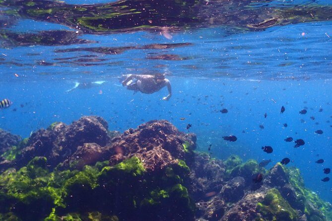 Explore Surin Islands: Ultimate Snorkeling Day Trip from Phuket - A Deep Dive into the Experience